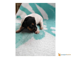 Vrhunski štenci džek rasel terijer