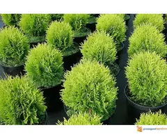 CETINARI RAZNIH VELICINA - 2