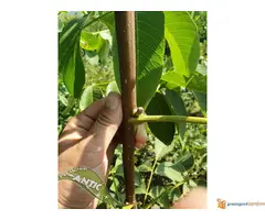 Sadnice voca svih vrsta - Dostava brzom postom - 4