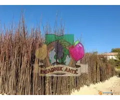 Sadnice voca svih vrsta - Dostava brzom postom - 5