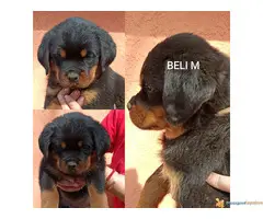 Stenci rotvajlera i odrasli psi za cuvanje - 2