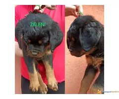 Stenci rotvajlera i odrasli psi za cuvanje - 3