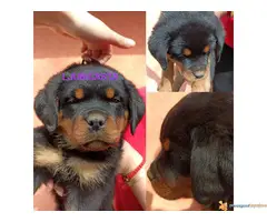 Stenci rotvajlera i odrasli psi za cuvanje - 4