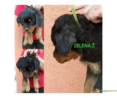 Stenci rotvajlera i odrasli psi za cuvanje - 5