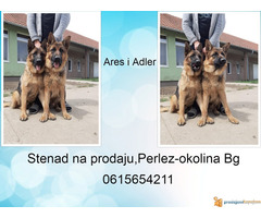 Prodaja nemackih ovcara