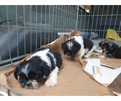 Prodajem stence SI-CU