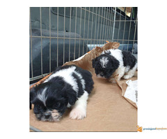 Prodajem stence SI-CU