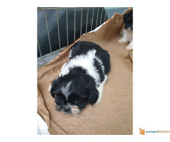 Prodajem stence SI-CU