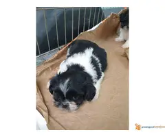 Prodajem stence SI-CU