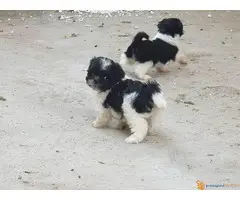 Prodajem stence SI-CU