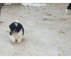 Prodajem stence SI-CU