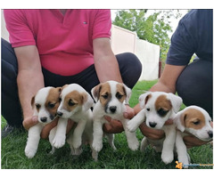 Prodajem stence JACK RUSSEL TERIJERA