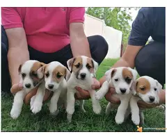 Prodajem stence JACK RUSSEL TERIJERA