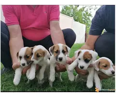 Prodajem stence JACK RUSSEL TERIJERA