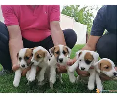 Prodajem stence JACK RUSSEL TERIJERA