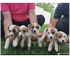 Prodajem stence JACK RUSSEL TERIJERA