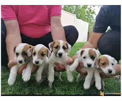 Prodajem stence JACK RUSSEL TERIJERA