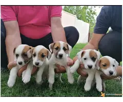 Prodajem stence JACK RUSSEL TERIJERA - 6