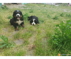 BERNSKI planinski pas - vrhunskog porekla