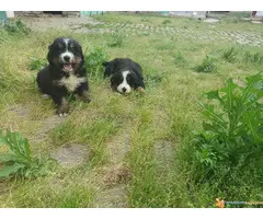 BERNSKI planinski pas - vrhunskog porekla - 2