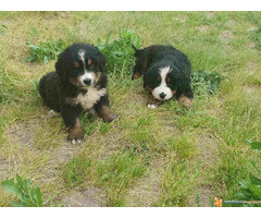 BERNSKI planinski pas - vrhunskog porekla