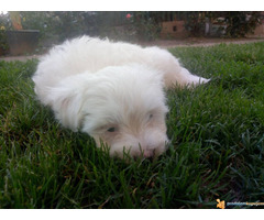 Musko stene MALTEZERA