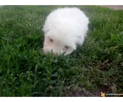 Musko stene MALTEZERA - 2