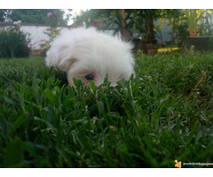 Musko stene MALTEZERA