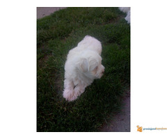 Musko stene MALTEZERA