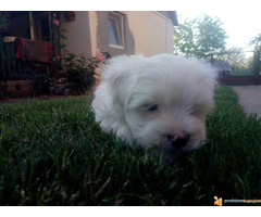 Musko stene MALTEZERA