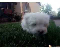 Musko stene MALTEZERA - 5