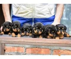 ROTVAJLER vrhunski stenci - 2