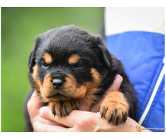 ROTVAJLER vrhunski stenci