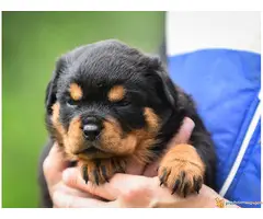 ROTVAJLER vrhunski stenci - 3