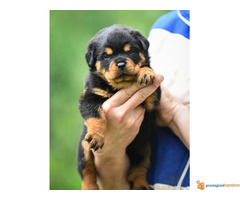 ROTVAJLER vrhunski stenci