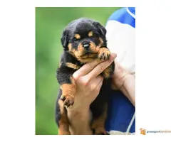 ROTVAJLER vrhunski stenci - 4