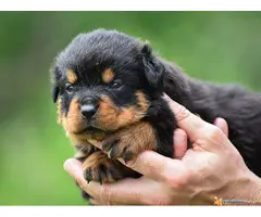 ROTVAJLER vrhunski stenci - 5