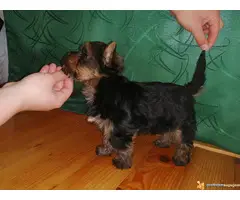 Muzjak JORKIJA spreman za preuzimanje - 2