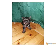 Muzjak JORKIJA spreman za preuzimanje - 3