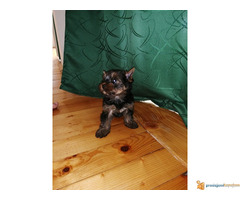 Muzjak JORKIJA spreman za preuzimanje