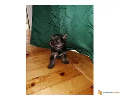 Muzjak JORKIJA spreman za preuzimanje - 4