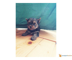 Muzjak JORKIJA spreman za preuzimanje