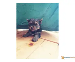 Muzjak JORKIJA spreman za preuzimanje - 5