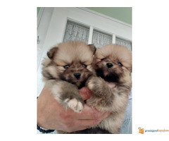 POMERANCI SPIC stenci