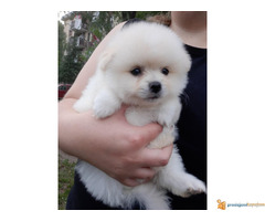 POMERANCI SPIC stenci