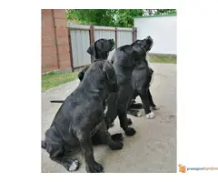 Na prodaju preslatki, napredni CANE CORSO stenci - 2