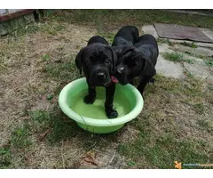Na prodaju preslatki, napredni CANE CORSO stenci - 3