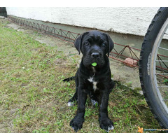 Na prodaju preslatki, napredni CANE CORSO stenci