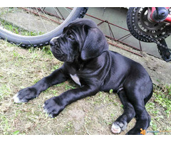 Na prodaju preslatki, napredni CANE CORSO stenci