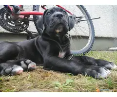 Na prodaju preslatki, napredni CANE CORSO stenci - 6